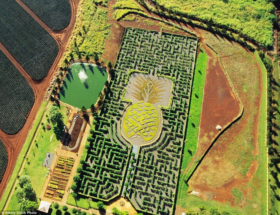 ģܻ԰ԹDole Pineapple Plantation<br />԰1.4ֲɣмγһ޴Ĳͼ