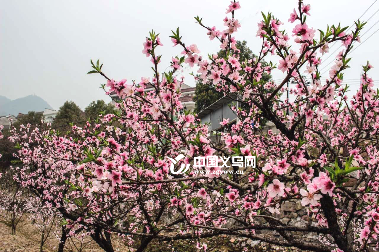 �����ɷ�չ����ʱ�в�ҵ ����ӭ��ʮ���һ���