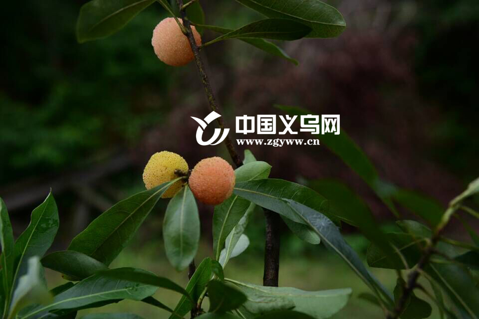 ���� �ֵ�һ����÷Ʈ��ʱ