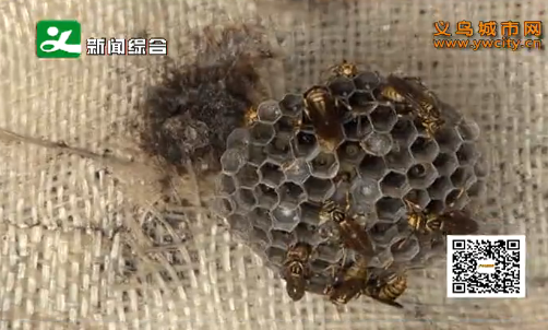 ������뷱ֳ�߷��� ������Ա��ժ�ѡ�æ