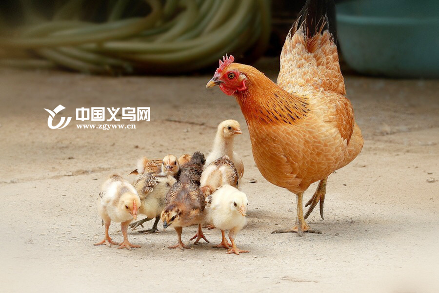 999Ԫ�ڳ�������ɽ���� �����ˡ��ǻ��桱