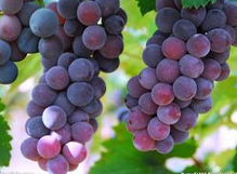 ����ֱ��������