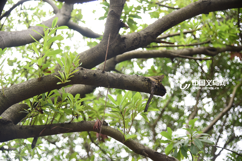 ժ��ʵ����֦���� ��԰��Ĺ����ܡ����ˡ�