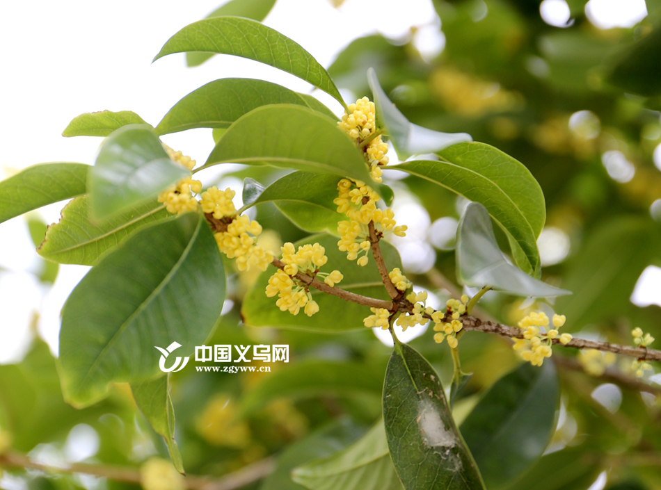 �ż����� ������������Ũ���������͹��ͼ��