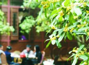 һ��𻨴����ľ���