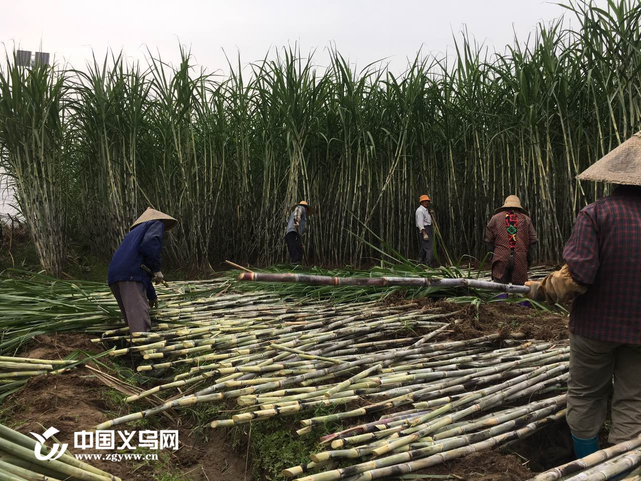 师傅正在收割今年丰收的甘蔗