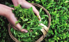 ����β������豻��ũ������