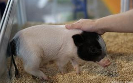 ����ͷ������ǧ������ �㽭