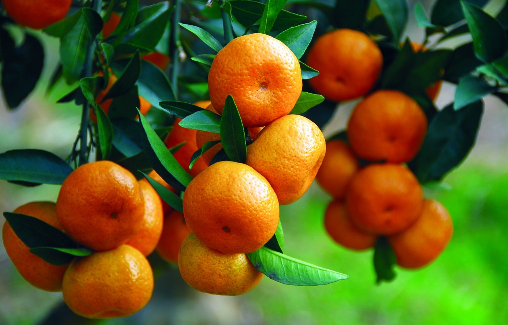 �������Ӵ������м۸�������30% �ҳȻ�δ����