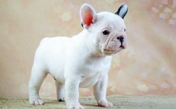 Ϊ��Ȯ�ܳ����μ�ѡ�� �����ϰ�ÿ��Ͷ����������