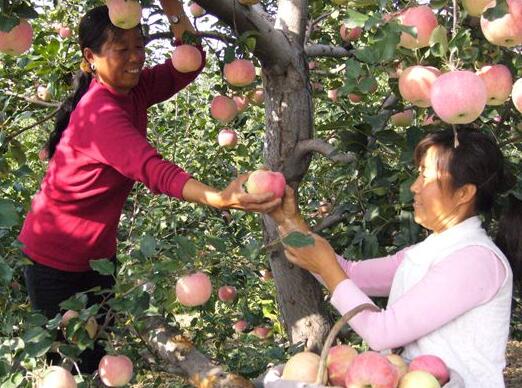 ���񲿹�������������ũ��Ʒʾ���г�