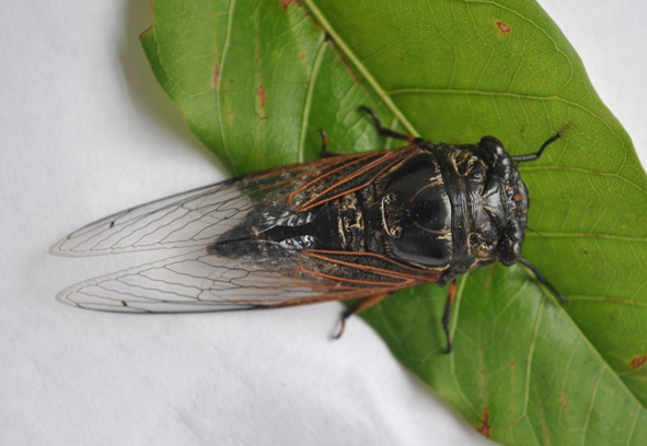 ���������Դ��֪�������� 118Ԫһ�￰��С��Ϻ