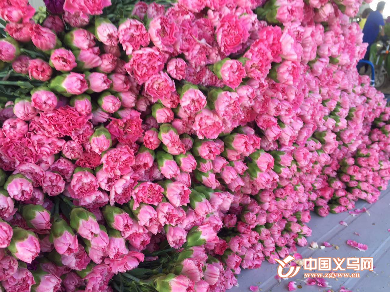 第四届中国西部花卉产业发展大会在银川举办-宁夏新闻网