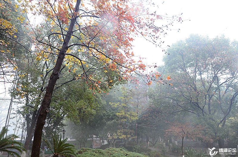 骆宾王公园：冬雨迷蒙，落英缤纷