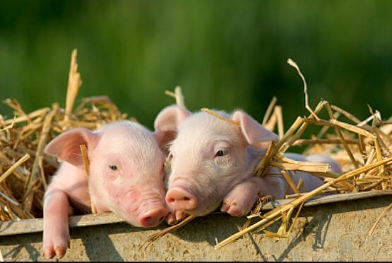 �ô����������������� �ǻ�����������ʶ��