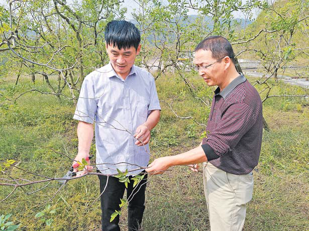 40年40人（6）杜成兴和他的“浙江第一枣林”