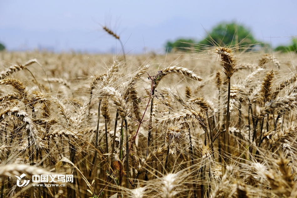 风吹麦浪 义乌1.9万亩小麦进入收割期
