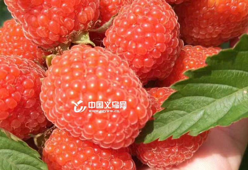 鲁迅笔下的“酸甜小果子” 义乌赤岸农户打造了浙中最大的采摘基地