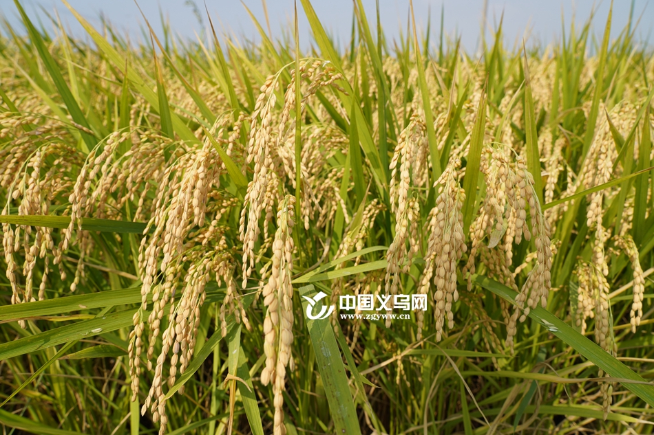 如韭菜般“一种多收”，预计产量15000公斤！义乌首批多年生水稻喜获丰收