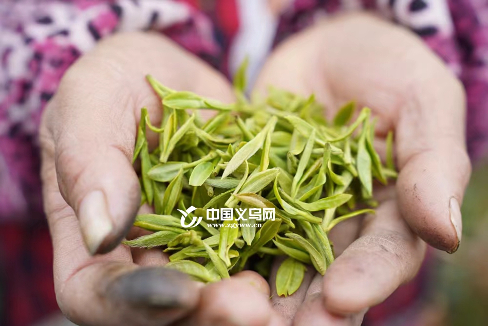 每公斤售价超1000元，涨幅达25%！义乌首批春茶开始采摘