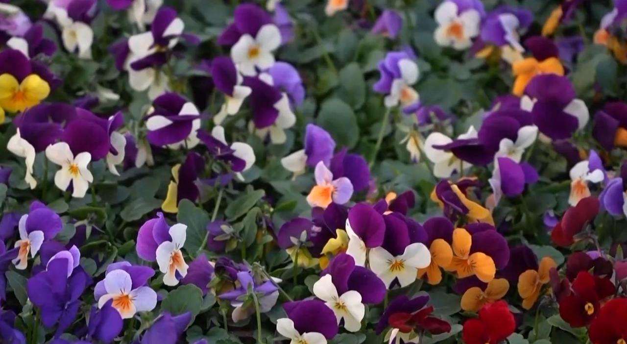 ��ǰ������½������ ����ӭ����������