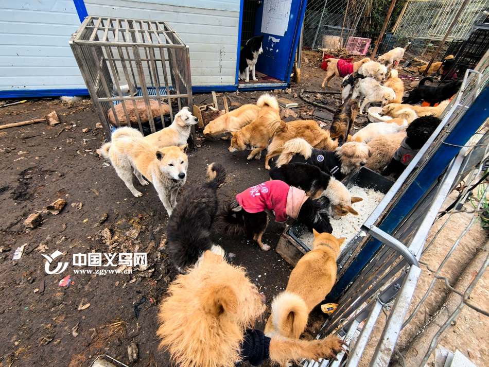 ��ʮ������һ���˵ľ���վ������94��С��Ϊ139ֻ���˹����𡰱ܷ�ۡ�