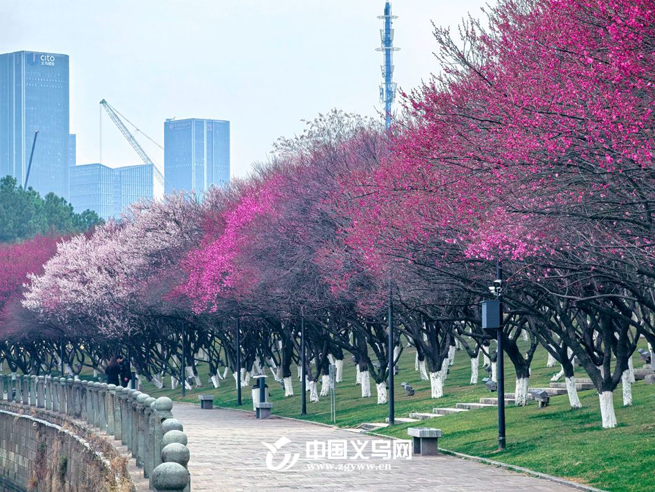 ֦ͷ÷�������������÷���ڽ���