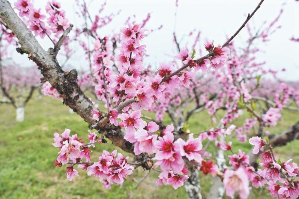 ������ͤ���ų��200Ķ�һ�ʢ��