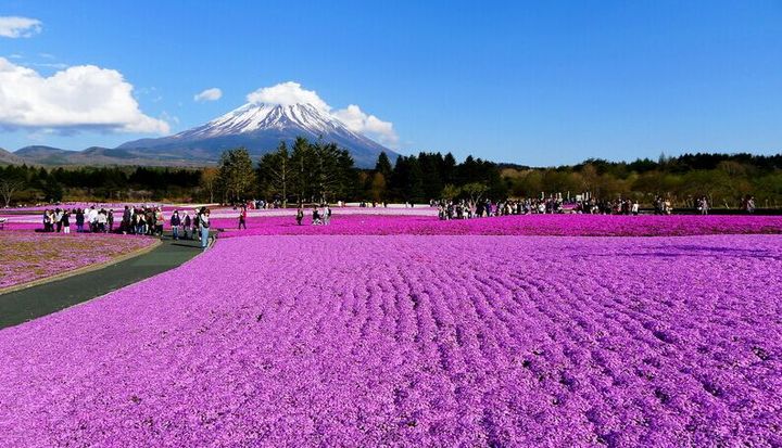 日本富士山下芝樱花海该项目自3月初动工以来,进展顺利,目前已完成25