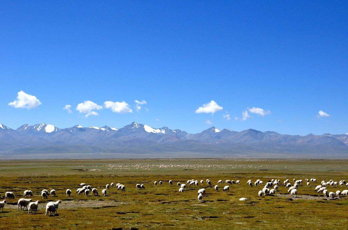 中國義烏網 旅遊 旅遊焦點 正文祁連山的平均山脈海拔在4000～5000米