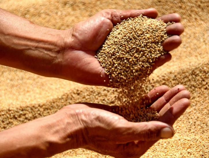 2025���ҹ��˾���ʳռ�����ﵽ508.9����