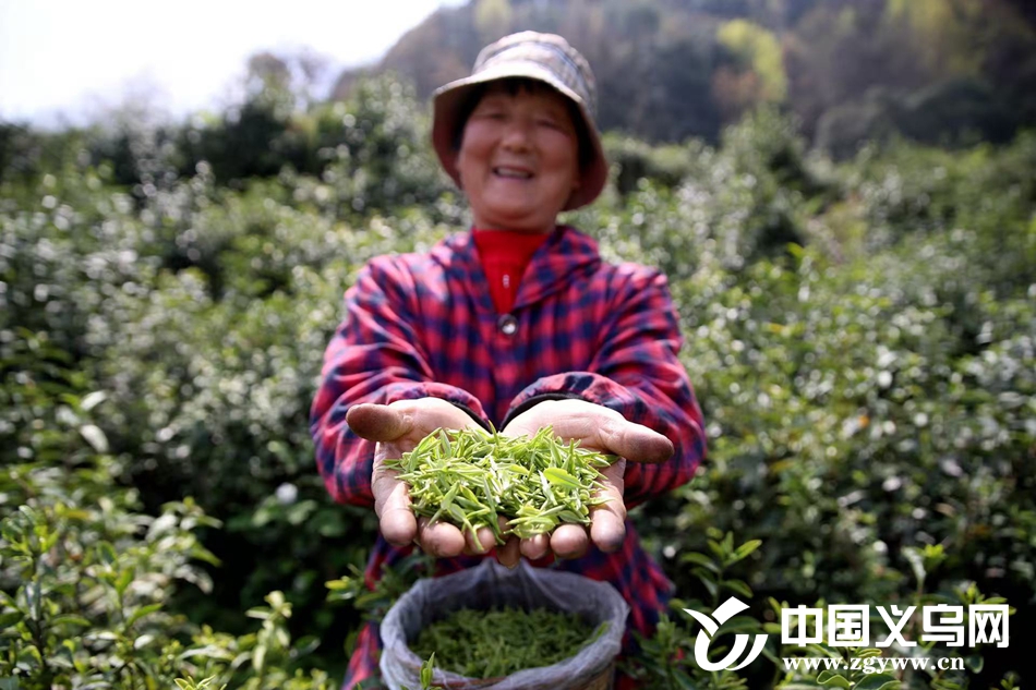 3000Ķ��ɽ�����̣����ڳశ�ǻ���ֲ�������ƽ�Ҷ������