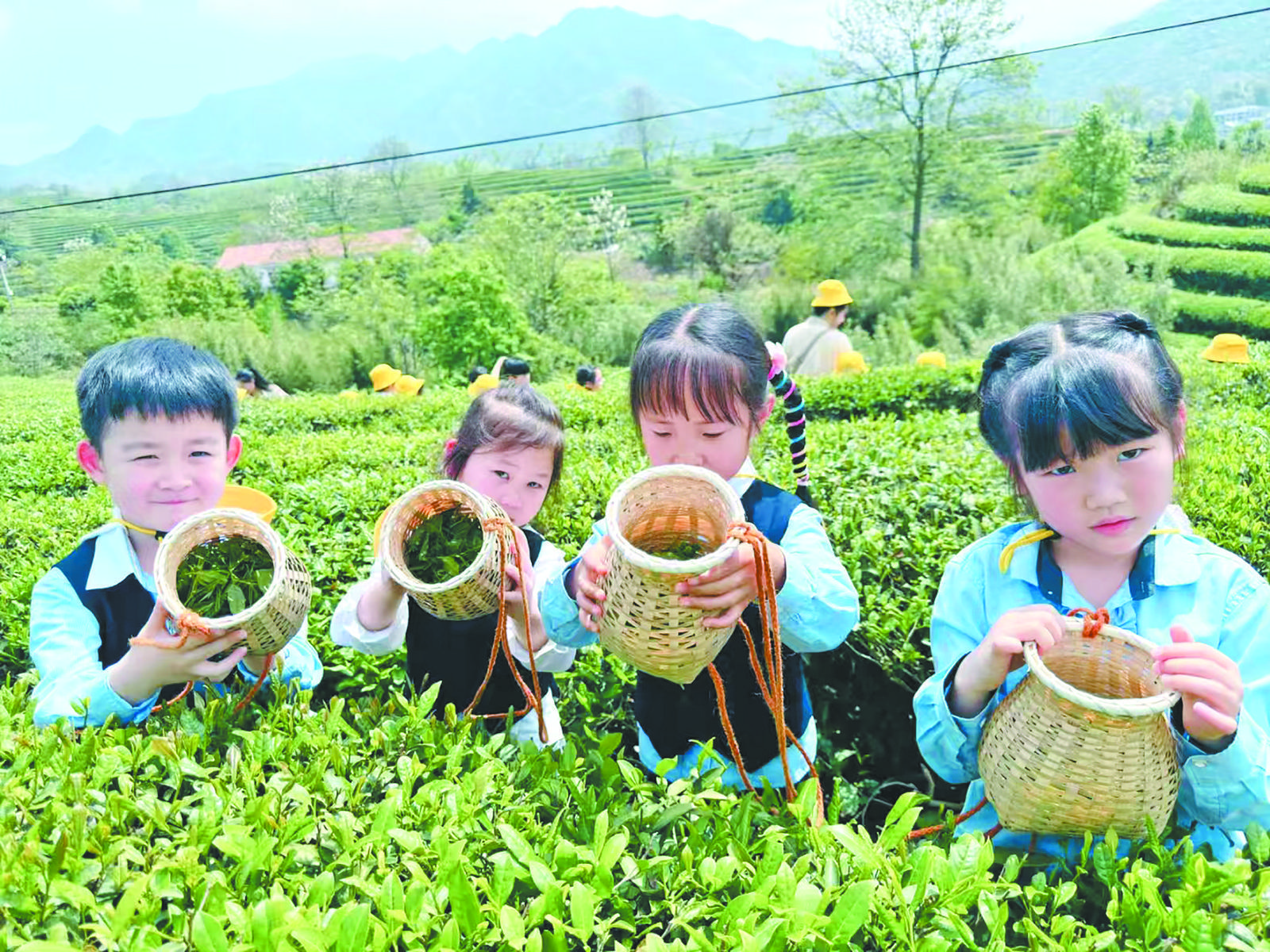 һƬҶ�ӵĶ�Ԫҵ̬�������ڴ��辭���¹۲�